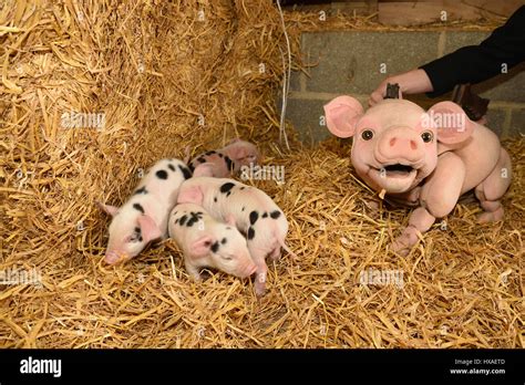 Babe The Sheep Pig Puppet Meets Real Live Lambs And Piglets Down On The Farm Press Shoot For