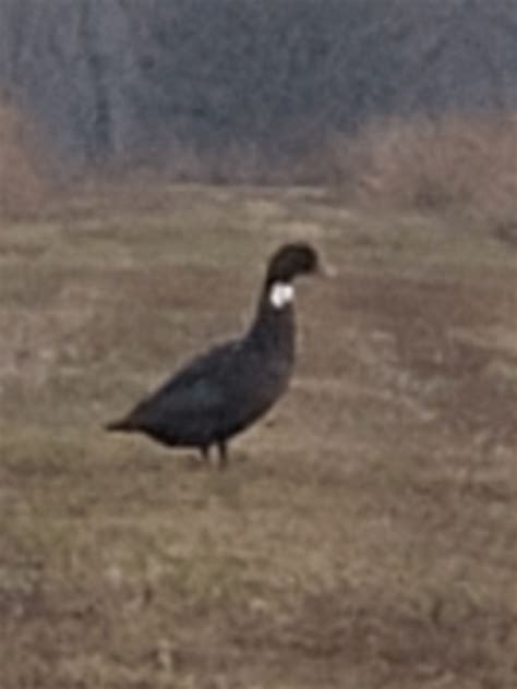 goose identification : r/birding