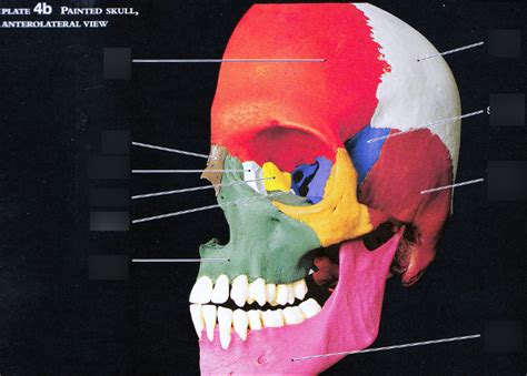 Cranial Bones Anterolateral View Diagram Quizlet