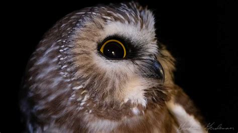 Northern Saw Whet Owl Migration Friends Of Warner Parks