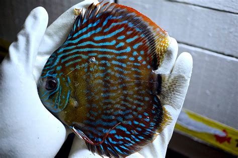 Wild Cuipeua True Royal Discus Discus