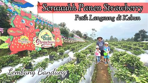 Wisata Petik Strawberry Bandung Homecare24