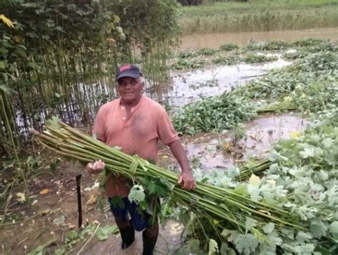 Colheita De Malva Antecipada Em Anam Idam