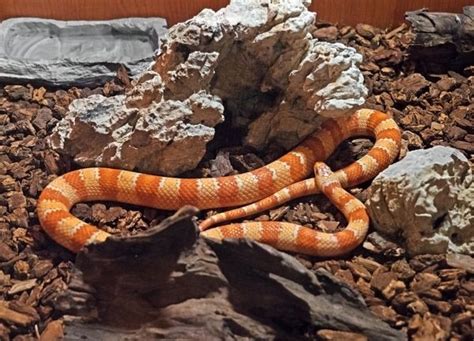 Corn Snake Care Guide For Beginners Https Snakesforpets Corn