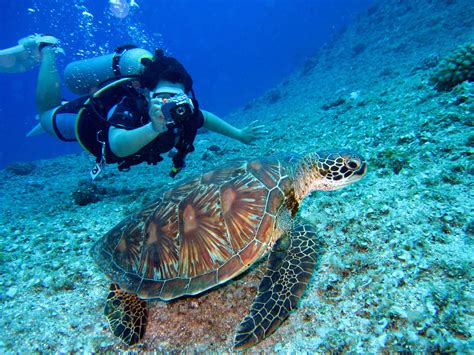 Los Mejores Lugares Para Practicar Buceo En Gran Canaria Yo Amo