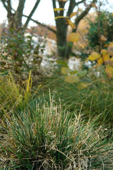 Golden Dew Tufted Hairgrass Deschampsia Cespitosa Goldtau Perennial Farm Marketplace