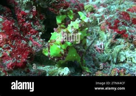 Green anglerfish in underwater realm possess an unmatched and singular ...