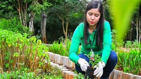 Huerto de ITAIPU produjo más de 73 000 mudas de plantas medicinales