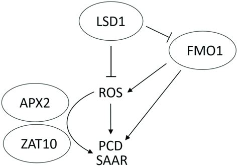 Proposed Model Of Fmo1 Involvement In Ros Signaling Systemic Acquired