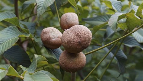 Nut Tree In Ohio 15 Common Varieties To Grow Or Forage Rennie Orchards