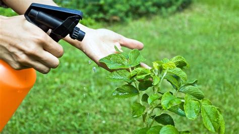 Erradica Plagas De Tus Plantas Con Este Insecticida Casero Y Natural De 2 Ingredientes El