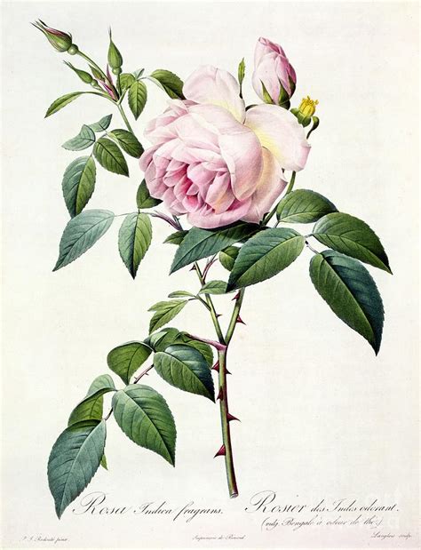 Rosa Indica Fragrans Drawing By Pierre Joseph Redoute Fine Art America