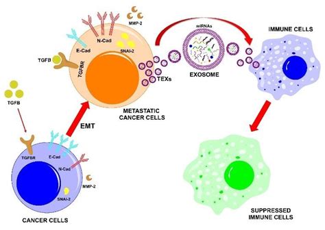 The potential effects of TGF β on cancer cells and tumor Download