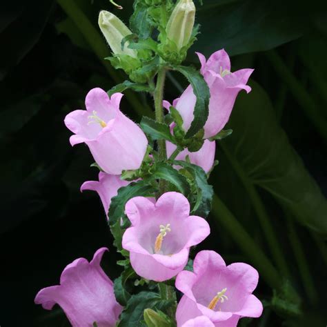 What Do You Do With Canterbury Bells After They Bloom