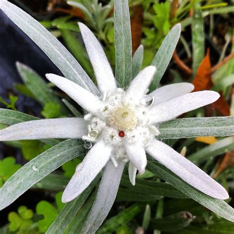 Edelweiss - Organic Medicinal Live Plants for Sale - Crimson Sage Nursery