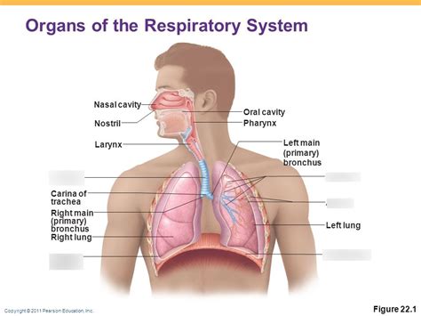 Respiratory System Diagram Quizlet