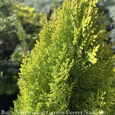 Dwarf Arborvitae