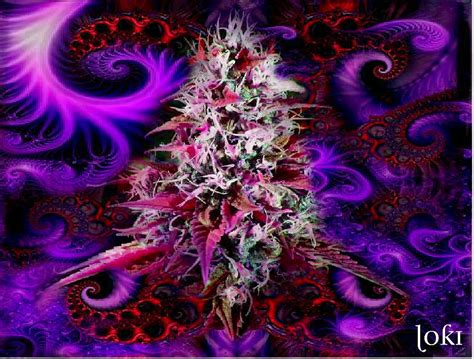 Purple Haze Digital Art By Loki Gwyn Pixels