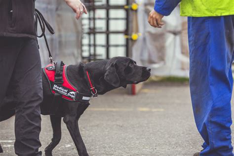 COVID-19 Detection Dogs - Medical Detection Dogs