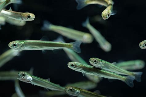 Salmon Fry Out Migration Eiko Jones Photo And Video