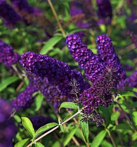 Buddleja Davidii Black Knight Kwekerij Margriet