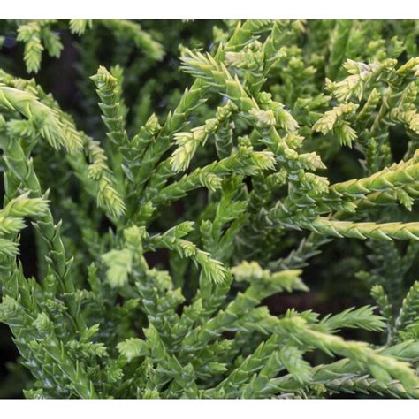 225 Gallon Lemon Cypress Feature Shrub In Pot In The Shrubs Department