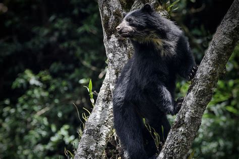 Manu National Park - Sernanp