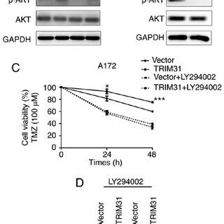 Trim Confers Tmz Resistance In Glioma Cells In Vitro A Mrna And