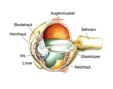 Bindehautentzündung Konjunktivitis Heilpraxis