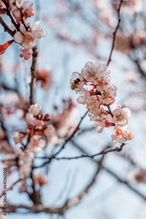 Fiori Di Ciliegio Con Dettaglio Di Un Ape Ape Che Raccoglie Il Polline