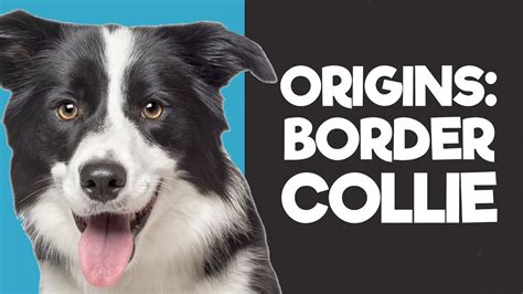 Borador Breed Origins Border Collie History Youtube