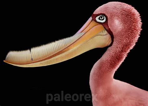 Pterodaustro A Filter Feeding Pterosaur From Early Cretaceous South