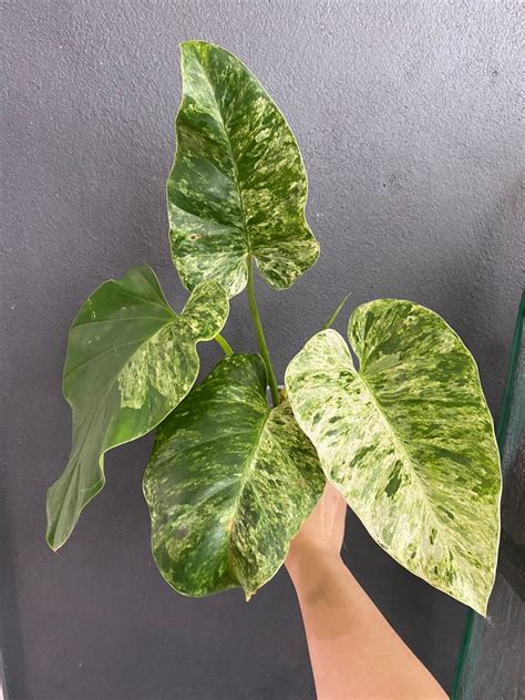 Philodendron Giganteum Blizzard Furniture Home Living Gardening