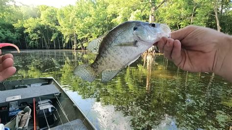 Spinning For Crappie Summer Crappie Fishing Using A Johnson Beetle