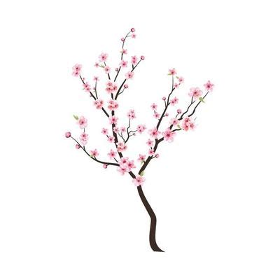 Vettore Di Fiori Di Ciliegio Dell Acquerello Sakura Su Sfondo Bianco