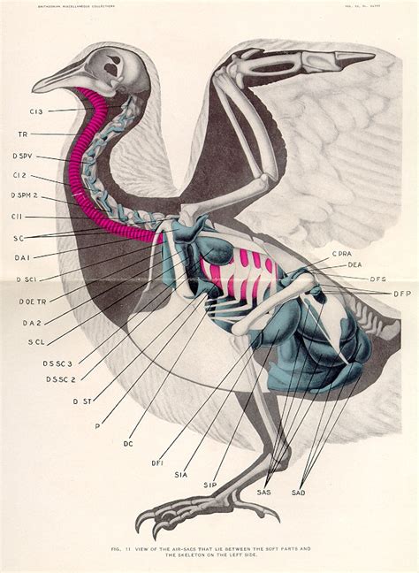 Pigeon Dissection Diagram