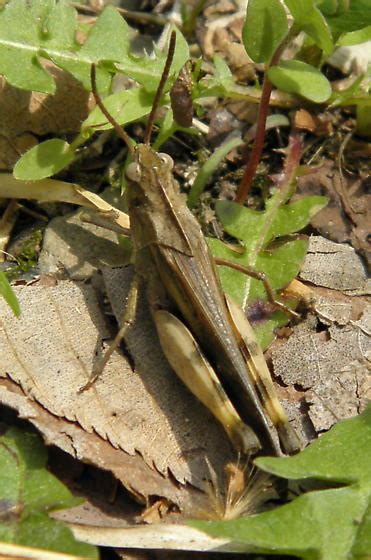 Northern Green Striped Grasshopper Chortophaga Viridifasciata