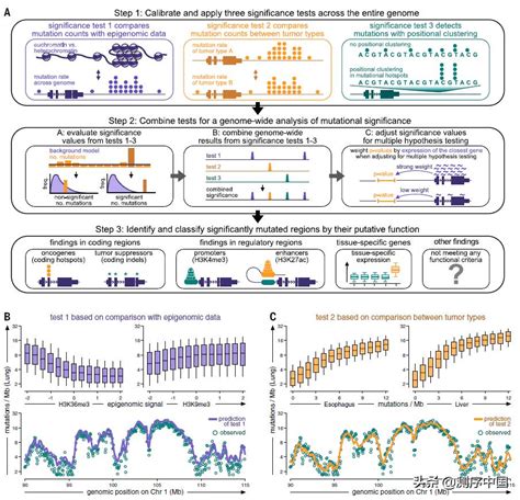 Science Releases Somatic Noncoding Mutation Map Covering 19 Cancer