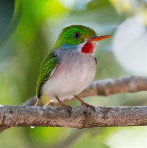 CUBA: Birds, Bath, and Beyond