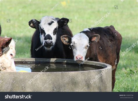 14,709 Cattle drinks Images, Stock Photos & Vectors | Shutterstock