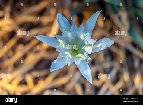 Capturing The Intricate Details Of Sea Daffodil Plants Stock Photo Alamy