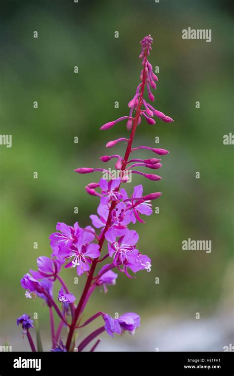 Fireweed Chamerion Angustifolium Flowering Ketchikan Alaska Stock