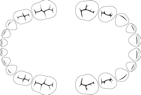 Premium Vector Primary Deciduous Baby Teeth Child Chewing Surface