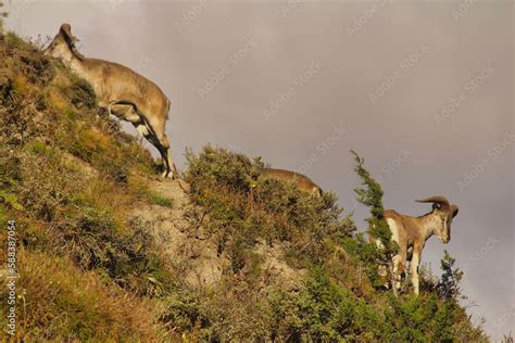 A Nepali Blue Sheep Called A Bharal With Its Beautiful Horns On The