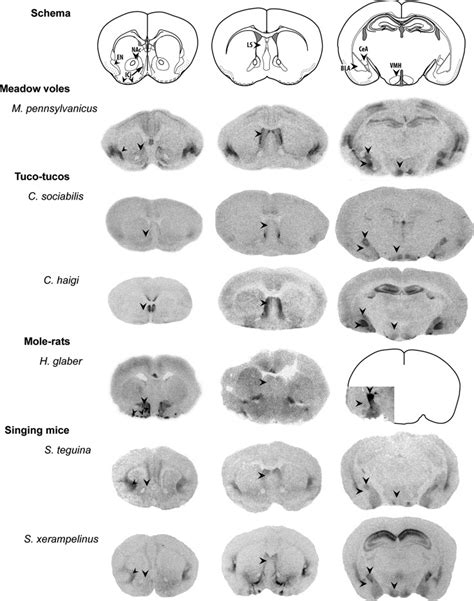 Representative Variation In Otr Distribution In Rodent Species Even