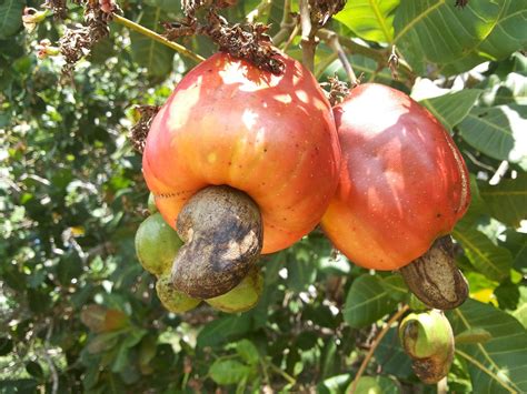 cashew tree northeastern  photo  pixabay