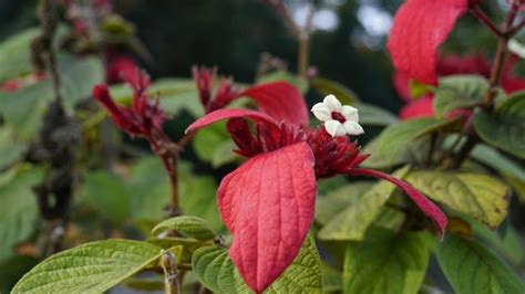 Premium Photo Mussaenda Erythrophylla Also Known As Ashanti Blood