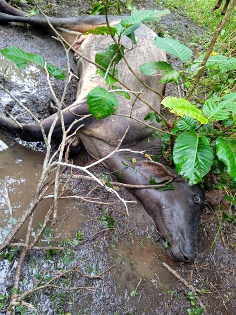 Reportan La Muerte De 5 000 Cabezas De Ganado En Puerto Wilches