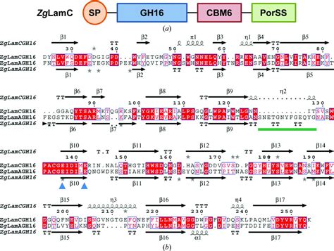 Iucr Structural And Biochemical Characterization Of The Laminarinase