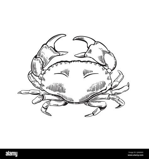 Hand Drawn Crab Illustration In Engraving Style Stock Vector Image